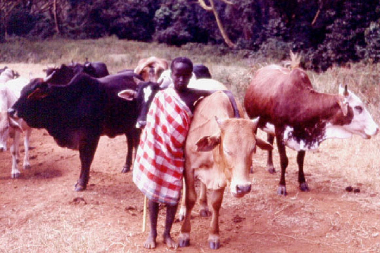 young African herdsman with cattle